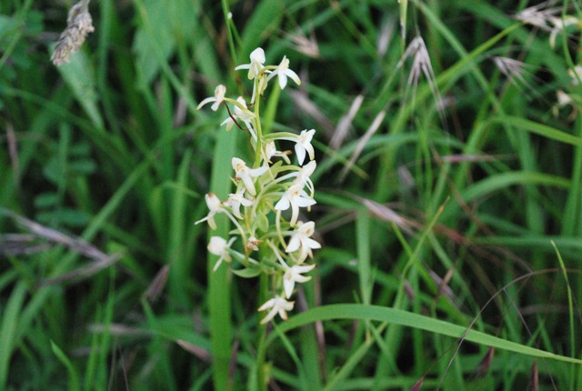 Platanthera sp.